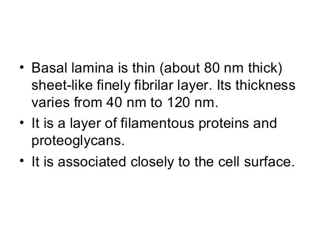 Basement Membrane