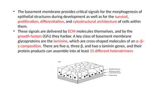 BASEMENT MEMBRANE DISRUPTION-CancerB.pptx
