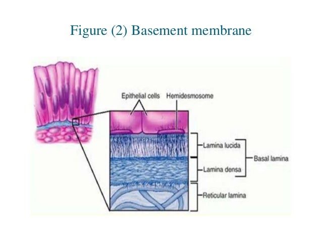 Basement membrane integrity in oral cancer repair