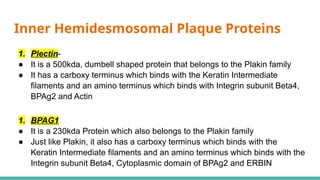 Comprehensive Overview of the Basement Membrane Zone in Dermatology | PPTX