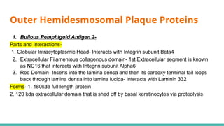 Comprehensive Overview of the Basement Membrane Zone in Dermatology | PPTX