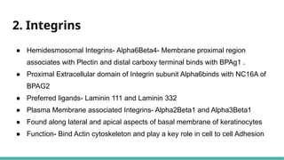 Comprehensive Overview of the Basement Membrane Zone in Dermatology | PPTX