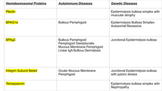 Comprehensive Overview of the Basement Membrane Zone in Dermatology | PPTX