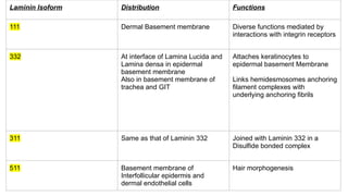 Comprehensive Overview of the Basement Membrane Zone in Dermatology | PPTX