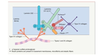 Comprehensive Overview of the Basement Membrane Zone in Dermatology | PPTX