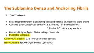 Comprehensive Overview of the Basement Membrane Zone in Dermatology | PPTX
