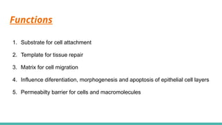 Comprehensive Overview of the Basement Membrane Zone in Dermatology | PPTX