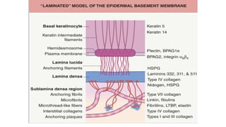 Comprehensive Overview of the Basement Membrane Zone in Dermatology | PPTX