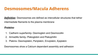 Comprehensive Overview of the Basement Membrane Zone in Dermatology | PPTX