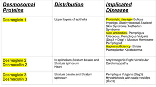 Comprehensive Overview of the Basement Membrane Zone in Dermatology | PPTX