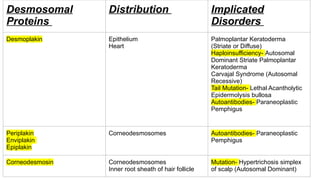 Comprehensive Overview of the Basement Membrane Zone in Dermatology | PPTX