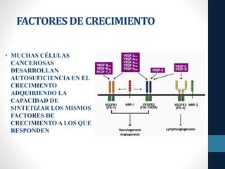 FACTORES DE CRECIMIENTO
• MUCHAS CÉLULAS
CANCEROSAS
DESARROLLAN
AUTOSUFICIENCIA EN EL
CRECIMIENTO
ADQUIRIENDO LA
CAPACIDAD DE
SINTETIZAR LOS MISMOS
FACTORES DE
CRECIMIENTO A LOS QUE
RESPONDEN
 