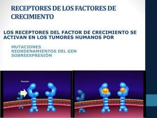RECEPTORESDE LOSFACTORESDE
CRECIMIENTO
LOS RECEPTORES DEL FACTOR DE CRECIMIENTO SE
ACTIVAN EN LOS TUMORES HUMANOS POR
MUTACIONES
REORDENAMIENTOS DEL GEN
SOBREEXPRESIÓN
 