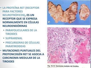 • LA PROTEÍNA RET (RECEPTOR
PARA FACTORES
NEUROTRÓFICOS), ES UN
RECEPTOR QUE SE EXPRESA
NORMALMENTE EN CÉLULAS
NEUROENDÓRINAS
• PARAFOLICULARES DE LA
TIROIDES
• SUPRARENAL
• PRECURSORAS DE CÉLULAS
PARATIROIDEAS
• MUTACIONES PUNTUALES DEL
PROTONCOGÉN RET SE ASOCIA A
CARCINOMA MEDULAR DE LA
TIROIDES
 