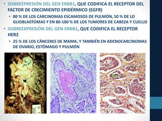 • SOBREEPRESIÓN DEL GEN ERBB1, QUE CODIFICA EL RECEPTOR DEL
FACTOR DE CRECIMIENTO EPIDÉRMICO (EGFR)
• 80 % DE LOS CARCINOMAS ESCAMOSOS DE PULMÓN, 50 % DE LO
GLIOBLASTOMAS Y EN 80-100 % DE LOS TUMORES DE CABEZA Y CUELLO
• SOBREEXPRESIÓN DEL GEN ERBB2, QUE CODIFICA EL RECEPTOR
HER2
• 25 % DE LOS CÁNCERES DE MAMA, Y TAMBIÉN EN ADENOCARCINOMAS
DE OVARIO, ESTÓMAGO Y PULMÓN
 