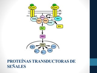 PROTEÍNAS TRANSDUCTORAS DE
SEÑALES
 