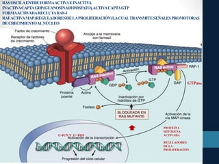 RASOSCILAENTREFORMAACTIV
AEINACTIV
A
INACTIV
ACAPTAGDP(GUANOSINADIFOSFATO),ACTIV
ACAPTAGTP
FORMAACTIV
ADARECLUTARAF-1
RAFACTIV
AMAP(REGULADORESDELAPROLIFERACIÓN)LACUALTRANSMITESEÑALESPROMOTORAS
DECRECIMIENTOALNÚCLEO
PROTEINA
MITÓGENA
ACTIVADA
REGULADORES
DE LA
PROLIFERACIÓN
C-JUN Y C- FOS
GTPasa
 