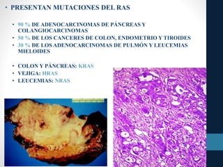 • PRESENTAN MUTACIONES DEL RAS
• 90 % DE ADENOCARCINOMAS DE PÁNCREAS Y
COLANGIOCARCINOMAS
• 50 % DE LOS CANCERES DE COLON, ENDOMETRIO Y TIROIDES
• 30 % DE LOS ADENOCARCINOMAS DE PULMÓN Y LEUCEMIAS
MIELOIDES
• COLON Y PÁNCREAS: KRAS
• VEJIGA: HRAS
• LEUCEMIAS: NRAS
 