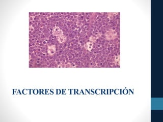 FACTORES DE TRANSCRIPCIÓN
 