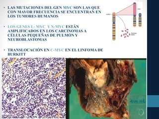 • LAS MUTACIONES DEL GEN MYC SON LAS QUE
CON MAYOR FRECUENCIA SE ENCUENTRAN EN
LOS TUMORES HUMANOS
• LOS GENES L- MYC Y N-MYC ESTÁN
AMPLIFICADOS EN LOS CARCINOMAS A
CÉLULAS PEQUEÑAS DE PULMÓN Y
NEUROBLASTOMAS
• TRANSLOCACIÓN EN C-MYC EN EL LINFOMA DE
BURKITT
 