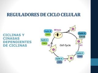 REGULADORES DE CICLO CELULAR
CICLINAS Y
CINASAS
DEPENDIENTES
DE CICLINAS
 