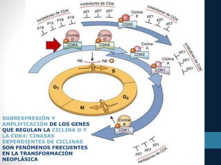 SOBREXPRESIÓN Y
AMPLIFICACIÓN DE LOS GENES
QUE REGULAN LA CICLINA D Y
LA CDK4: CINASAS
DEPENDIENTES DE CICLINAS
SON FENÓMENOS FRECUENTES
EN LA TRANSFORMACIÓN
NEOPLÁSICA
 