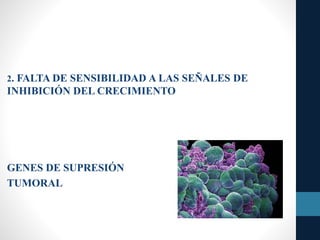 2. FALTA DE SENSIBILIDAD A LAS SEÑALES DE
INHIBICIÓN DEL CRECIMIENTO
GENES DE SUPRESIÓN
TUMORAL
 