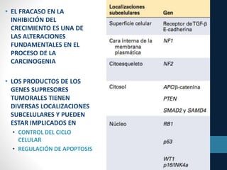 • EL FRACASO EN LA
INHIBICIÓN DEL
CRECIMIENTO ES UNA DE
LAS ALTERACIONES
FUNDAMENTALES EN EL
PROCESO DE LA
CARCINOGENIA
• LOS PRODUCTOS DE LOS
GENES SUPRESORES
TUMORALES TIENEN
DIVERSAS LOCALIZACIONES
SUBCELULARES Y PUEDEN
ESTAR IMPLICADOS EN
• CONTROL DEL CICLO
CELULAR
• REGULACIÓN DE APOPTOSIS
 