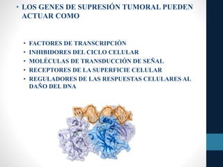 • LOS GENES DE SUPRESIÓN TUMORAL PUEDEN
ACTUAR COMO
• FACTORES DE TRANSCRIPCIÓN
• INHIBIDORES DEL CICLO CELULAR
• MOLÉCULAS DE TRANSDUCCIÓN DE SEÑAL
• RECEPTORES DE LA SUPERFICIE CELULAR
• REGULADORES DE LAS RESPUESTAS CELULARES AL
DAÑO DEL DNA
 
