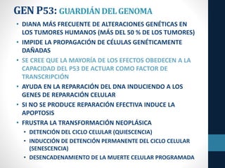 GEN P53: GUARDIÁNDELGENOMA
• DIANA MÁS FRECUENTE DE ALTERACIONES GENÉTICAS EN
LOS TUMORES HUMANOS (MÁS DEL 50 % DE LOS TUMORES)
• IMPIDE LA PROPAGACIÓN DE CÉLULAS GENÉTICAMENTE
DAÑADAS
• SE CREE QUE LA MAYORÍA DE LOS EFECTOS OBEDECEN A LA
CAPACIDAD DEL P53 DE ACTUAR COMO FACTOR DE
TRANSCRIPCIÓN
• AYUDA EN LA REPARACIÓN DEL DNA INDUCIENDO A LOS
GENES DE REPARACIÓN CELULAR
• SI NO SE PRODUCE REPARACIÓN EFECTIVA INDUCE LA
APOPTOSIS
• FRUSTRA LA TRANSFORMACIÓN NEOPLÁSICA
• DETENCIÓN DEL CICLO CELULAR (QUIESCENCIA)
• INDUCCIÓN DE DETENCIÓN PERMANENTE DEL CICLO CELULAR
(SENESCENCIA)
• DESENCADENAMIENTO DE LA MUERTE CELULAR PROGRAMADA
 