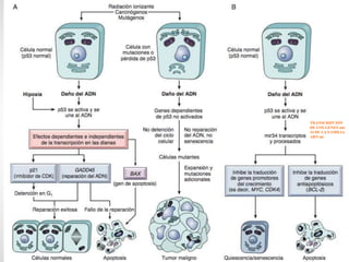 TRANSCRIPCIÓN
DE LOS GENES mir
34 DE LA FAMILIA
ARN mi
 