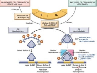 INHIBICIÓN DEL
FACTOR DE
TRANSCRIPCIÓN E2F
RECLUTA FACTORES
REGULADORES DE
LA CROMATINA
 