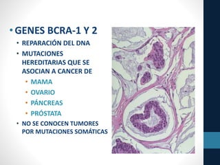 •GENES BCRA-1 Y 2
• REPARACIÓN DEL DNA
• MUTACIONES
HEREDITARIAS QUE SE
ASOCIAN A CANCER DE
• MAMA
• OVARIO
• PÁNCREAS
• PRÓSTATA
• NO SE CONOCEN TUMORES
POR MUTACIONES SOMÁTICAS
 