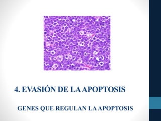 4. EVASIÓN DE LAAPOPTOSIS
GENES QUE REGULAN LAAPOPTOSIS
 