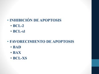 • INHIBICIÓN DE APOPTOSIS
• BCL-2
• BCL-xl
• FAVORECIMIENTO DE APOPTOSIS
• BAD
• BAX
• BCL-XS
 