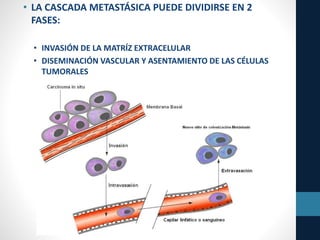 • LA CASCADA METASTÁSICA PUEDE DIVIDIRSE EN 2
FASES:
• INVASIÓN DE LA MATRÍZ EXTRACELULAR
• DISEMINACIÓN VASCULAR Y ASENTAMIENTO DE LAS CÉLULAS
TUMORALES
 