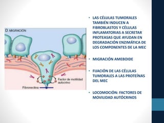 • LAS CÉLULAS TUMORALES
TAMBIÉN INDUCEN A
FIBROBLASTOS Y CÉLULAS
INFLAMATORIAS A SECRETAR
PROTEASAS QUE AYUDAN EN
DEGRADACIÓN ENZIMÁTICA DE
LOS COMPONENTES DE LA MEC
• MIGRACIÓN AMEBOIDE
• FIJACIÓN DE LAS CÉLULAS
TUMORALES A LAS PROTEÍNAS
DEL MEC
• LOCOMOCIÓN: FACTORES DE
MOVILIDAD AUTÓCRINOS
 