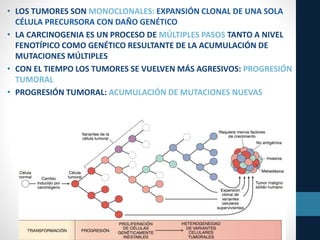 • LOS TUMORES SON MONOCLONALES: EXPANSIÓN CLONAL DE UNA SOLA
CÉLULA PRECURSORA CON DAÑO GENÉTICO
• LA CARCINOGENIA ES UN PROCESO DE MÚLTIPLES PASOS TANTO A NIVEL
FENOTÍPICO COMO GENÉTICO RESULTANTE DE LA ACUMULACIÓN DE
MUTACIONES MÚLTIPLES
• CON EL TIEMPO LOS TUMORES SE VUELVEN MÁS AGRESIVOS: PROGRESIÓN
TUMORAL
• PROGRESIÓN TUMORAL: ACUMULACIÓN DE MUTACIONES NUEVAS
 