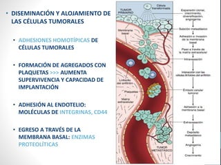 • DISEMINACIÓN Y ALOJAMIENTO DE
LAS CÉLULAS TUMORALES
• ADHESIONES HOMOTÍPICAS DE
CÉLULAS TUMORALES
• FORMACIÓN DE AGREGADOS CON
PLAQUETAS >>> AUMENTA
SUPERVIVENCIA Y CAPACIDAD DE
IMPLANTACIÓN
• ADHESIÓN AL ENDOTELIO:
MOLÉCULAS DE INTEGRINAS, CD44
• EGRESO A TRAVÉS DE LA
MEMBRANA BASAL: ENZIMAS
PROTEOLÍTICAS
 