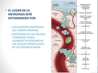 • EL LUGAR DE LA
METÁSTASIS ESTÁ
DETERMINADO POR
• LOCALIZACIÓN ANATÓMICA
DEL TUMOR PRIMARIO
• RECEPTORES DE LAS CÉLULAS
TUMORALES CUYOS
LIGANDOS SE EXPRESAN EN
LAS CÉLULAS ENDOTELIALES
DE LOS ÓRGANOS DIANA
 