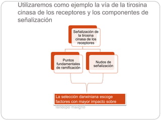 Utilizaremos como ejemplo la vía de la tirosina
cinasa de los receptores y los componentes de
señalización
Señalización de
la tirosina
cinasa de los
receptores
Puntos
fundamentales
de ramificación
Nudos de
señalización
La selección darwiniana escoge
factores con mayor impacto sobre
fenotipo maligno
 