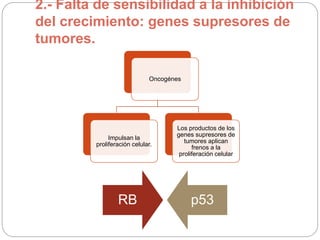 2.- Falta de sensibilidad a la inhibición
del crecimiento: genes supresores de
tumores.
Oncogénes
Impulsan la
proliferación celular.
Los productos de los
genes supresores de
tumores aplican
frenos a la
proliferación celular
RB p53
 