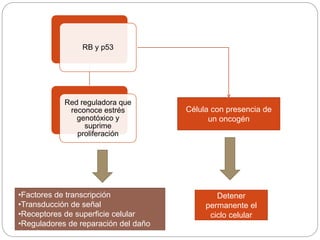 RB y p53
Red reguladora que
reconoce estrés
genotóxico y
suprime
proliferación
Célula con presencia de
un oncogén
Detener
permanente el
ciclo celular
•Factores de transcripción
•Transducción de señal
•Receptores de superficie celular
•Reguladores de reparación del daño
del ADN
 