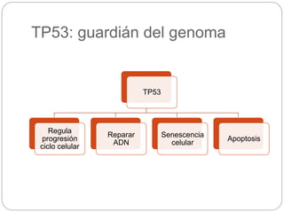TP53: guardián del genoma
TP53
Regula
progresión
ciclo celular
Reparar
ADN
Senescencia
celular
Apoptosis
 