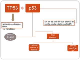 TP53 p53
Un eje de una red que detecta el
estrés celular, daño en el ADN•Mutación en los dos
alelos
•No heredados
MDM2
Degrad
a
P53
liberada
Daño en
el ADN e
hipoxia
Estrés
oncóge
no
 