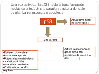 Una vez activada, la p53 impide la transformación
neplásica al inducir una parada transitoria del ciclo
celular. La senescencia o apoptosis
p53 Actúa como factor
de transcripción
Une al ADN
Activar transcripción de
genes diana con
elementos de unión a la
p53
•Detienen ciclo celular
•Producen apoptosis
•Potencializan metabolismo
catabólico o inhiben
metabolismo anabólico
•Codificadores de ARN
regulador
 