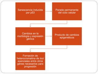 Senescencia inducida
por p53
Parada permanente
del ciclo celular
Cambios en la
morfología y expresión
génica
Producto de cambios
epigenéticos
Fornación de
heterocromatina de loci
esenciales entre otros
génes necesarios para
progresión
 