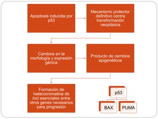 Apoptosis inducida por
p53
Mecanismo protector
definitivo contra
transformación
neoplásica
Cambios en la
morfología y expresión
génica
Producto de cambios
epigenéticos
Formación de
heterocromatina de
loci esenciales entre
otros genes necesarios
para progresión
p53
BAX PUMA
 