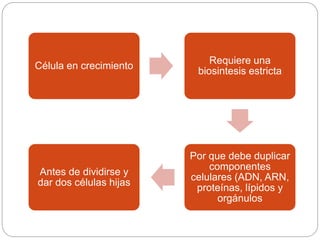 Célula en crecimiento
Requiere una
biosintesis estricta
Por que debe duplicar
componentes
celulares (ADN, ARN,
proteínas, lípidos y
orgánulos
Antes de dividirse y
dar dos células hijas
 
