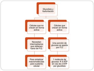 Glucolisis y
fosforilación
Células que no
crecen en forma
activa
Necesitan
intermediarios
que obtienen
fuera de F.O.
Para sintetizar
macromoléculas
para sustento
celular
Células que
crecen en forma
activa
Una porción de
glucosa se aparta
por F.O
1 molécula de
glucosa  4 ATP
en vez de 2 ATP
por glucólisis
 
